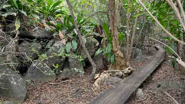 Magens Bay Watershed Preserve, Arboretum, & Coconut Grove